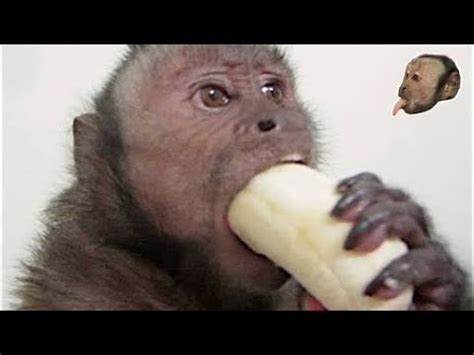 Ape monkey porn 2 min. . Momkey porn